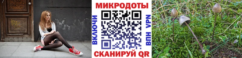 mega онион  Курчатов  Галлюциногенные грибы Psilocybine cubensis 